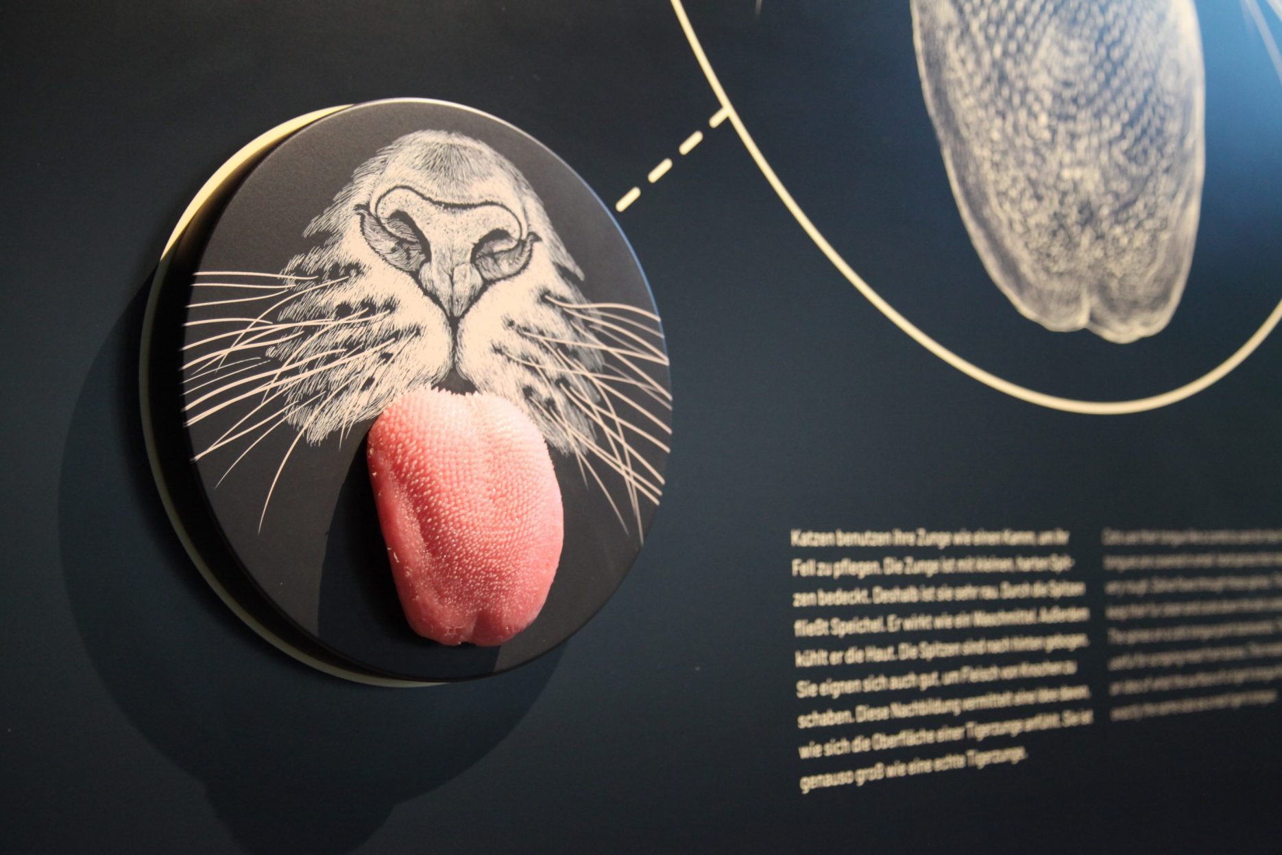 Das Bild zeigt die Nachbildung einer Tigerzunge als Tastmodell